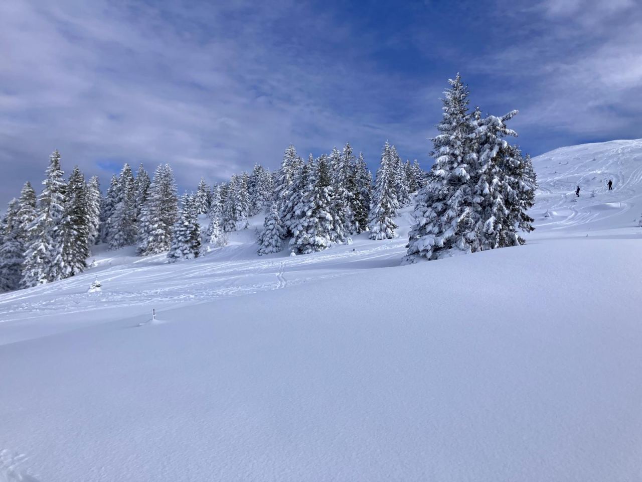 Reconnaissance hivernale, sous-bois saupoudré